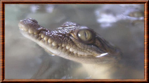 Crocodile des Philippines 02