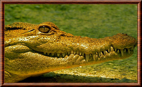 Crocodile des Philippines 03
