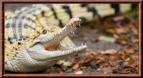 Crocodile des Philippines 04