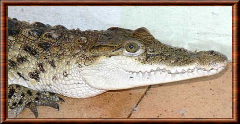 Crocodile des Philippines 05