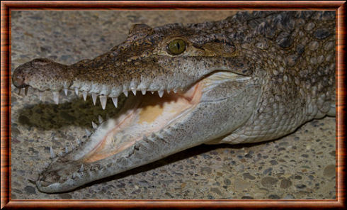 Crocodile des Philippines 06