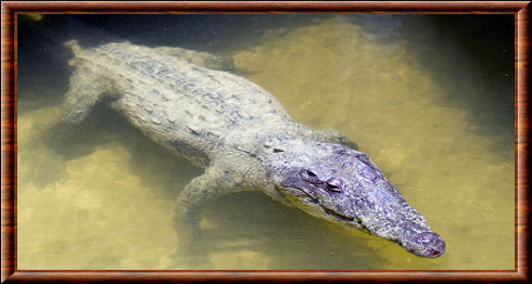 Crocodile du Belize