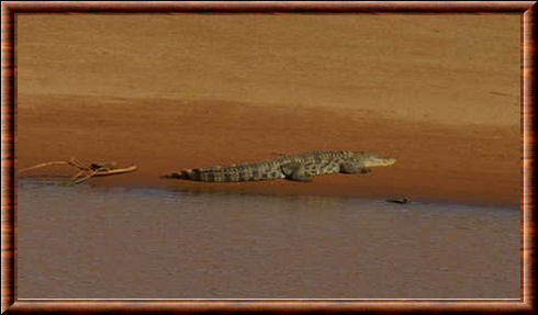 Crocodile du désert