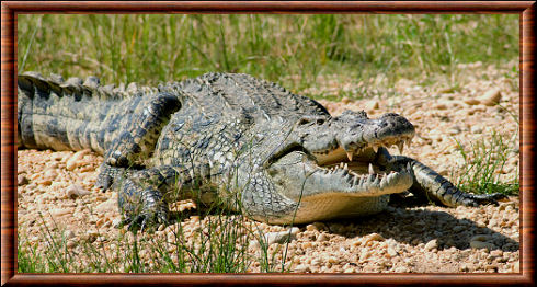 Crocodile du Nil (Crocodylus niloticus)