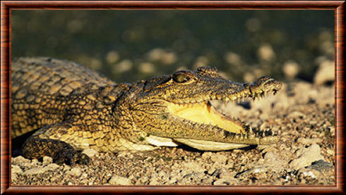 Crocodile du Nil 02