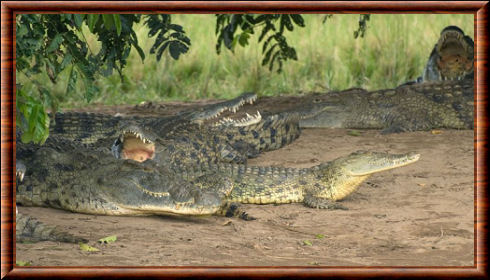 Crocodiles du Nil 04