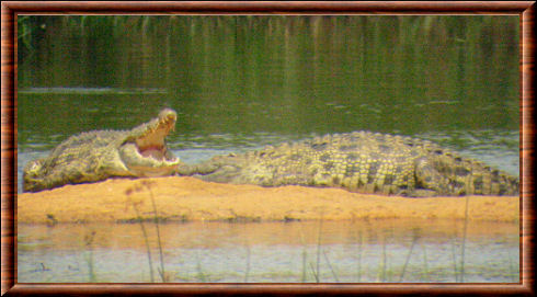 Crocodile du Nil 07