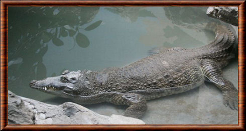 Crocodile du Siam (Crocodylus siamensis)