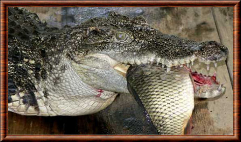 Crocodile du Siam 01