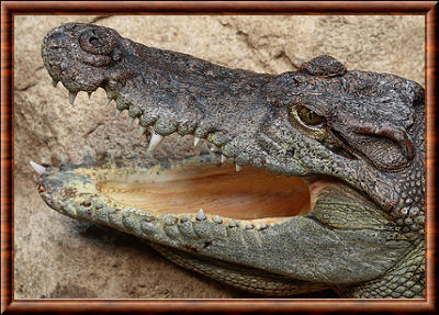 Crocodile du Siam 03