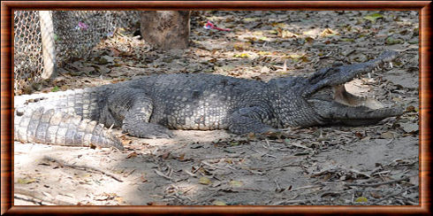 Crocodile du Siam 05
