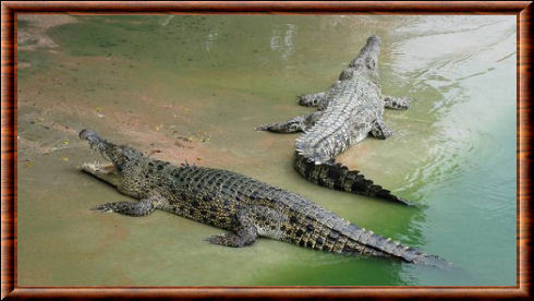 Crocodiles du Siam 06