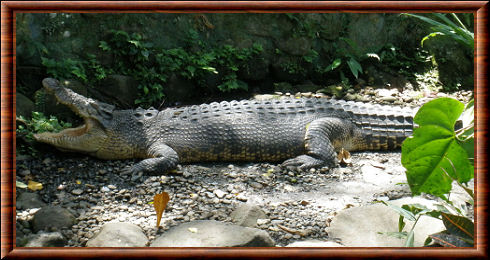 Crocodile marin (Crocodylus porosus)