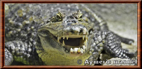 Crocodile marin 02