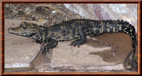 Crocodile nain (Osteolaemus tetraspis)