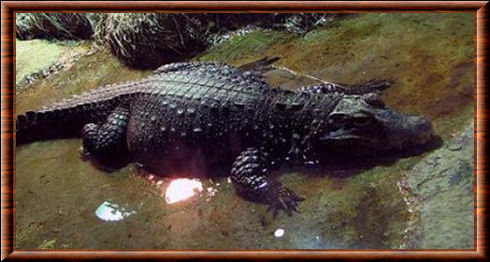 Crocodile nain 04