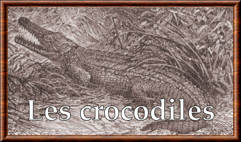 Crocodiles