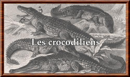Crocodiliens