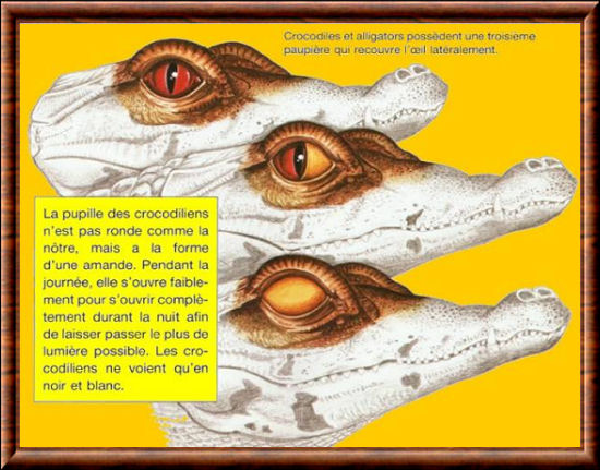 Crocodiliens 01