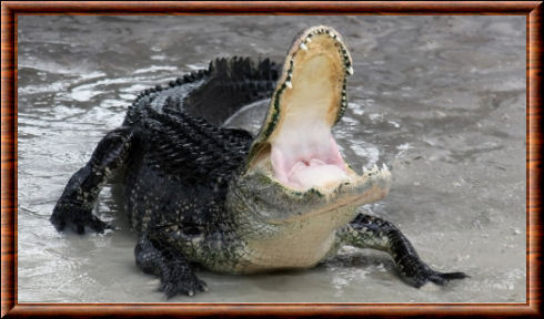 Crocodiliens 03