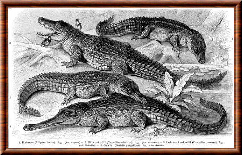 Crocodiliens 04