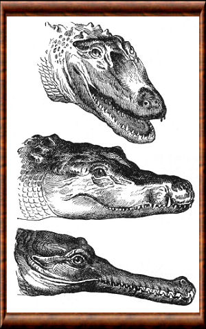 Crocodylidae