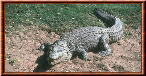 Crocodylus