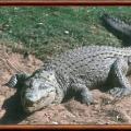 crocodylus