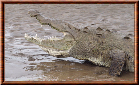 Crocodylus acutus