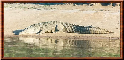 Crocodylus intermedius