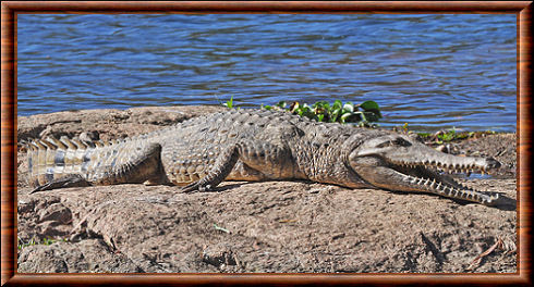 Crocodylus johnsoni