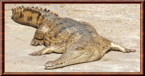 Crocodylus johnstoni