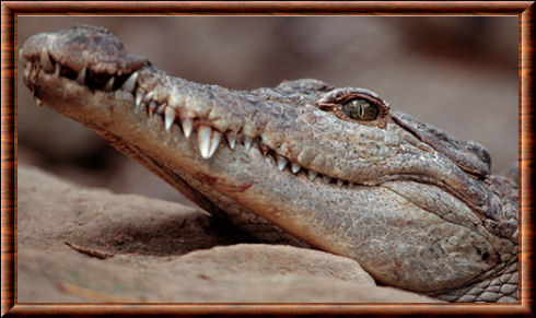 Crocodylus mindorensis