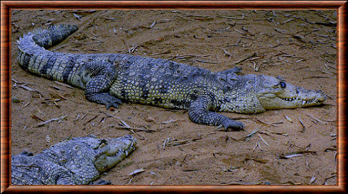 Crocodylus moreletii