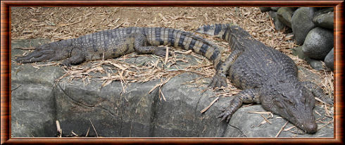 Crocodylus novaeguineae