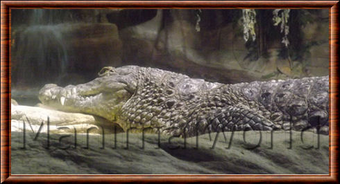 Crocodylus porosus