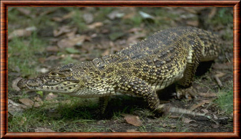 Crocodylus rhombifer