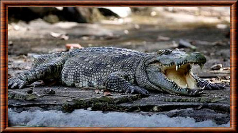 Crocodylus siamensis