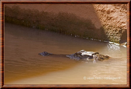 Crocodylus suchus