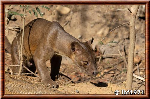 Cryptoprocta ferox