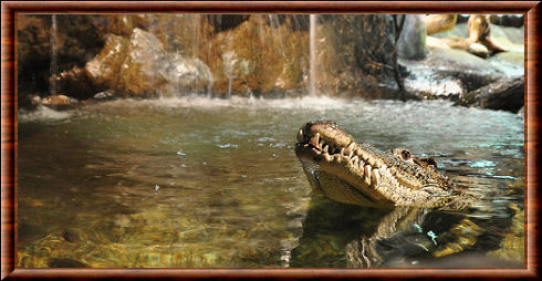 Cuban crocodile