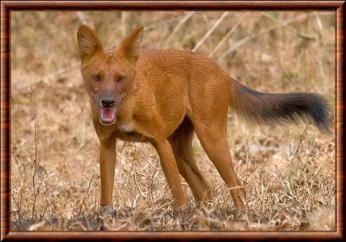 Dhole de Birmanie (Cuon alpinus adustus)