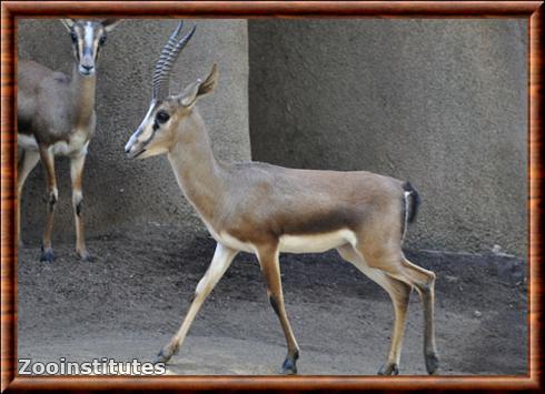 Cuvier's gazelle