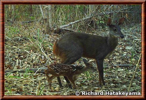 Daguet gris juvenile