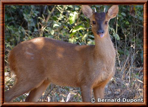 Daguet rouge male