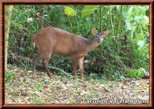 Daguet rouge Mazama americana