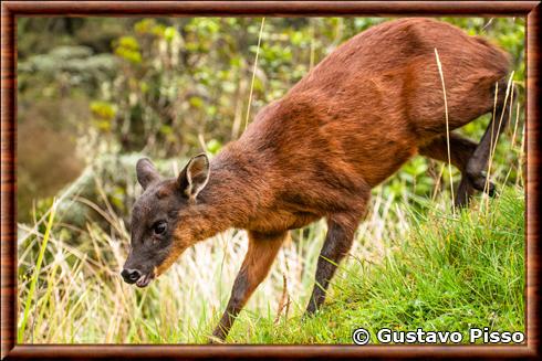 Daguet rouge nain Mazama rufina