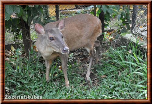 Daguet rouge zoo de Cali