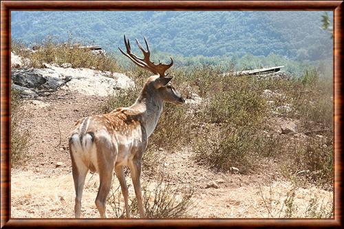 Daim de Perse (Dama dama mesopotamica)