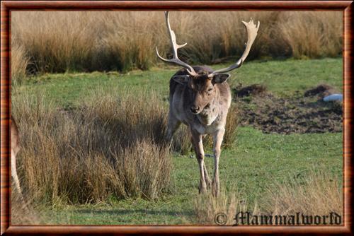 Daim male parc animalier de Sainte-Croix